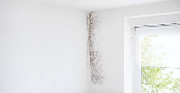 Best Mold Damage Restoration  in Ardmore, AL